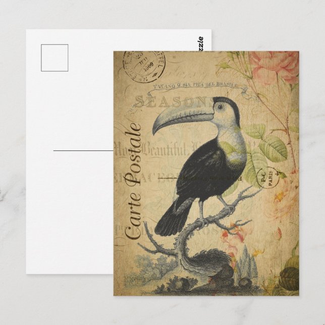 Vintage Toucan Bird Postcard (Front/Back)