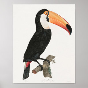 Vintage Toucan Illustration Poster