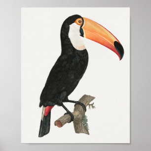 Vintage Toucan Poster