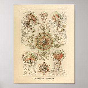 Vintage Trachomedusae Colour Ernst Haeckel Print