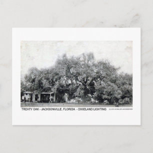 Vintage Treaty Oak Jacksonville Florida Postcard
