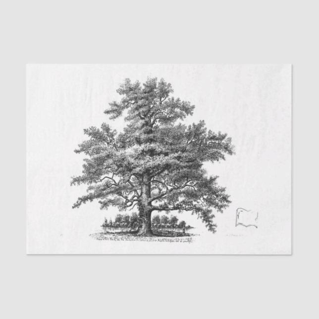 Vintage Tree Ephemera Decoupage Tissue Paper (Front)