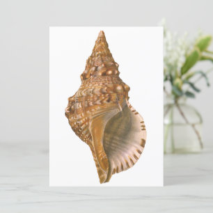 Vintage Triton Seashell Shell, Marine Ocean Animal