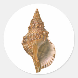 Vintage Triton Seashell Shell, Marine Ocean Animal Classic Round Sticker