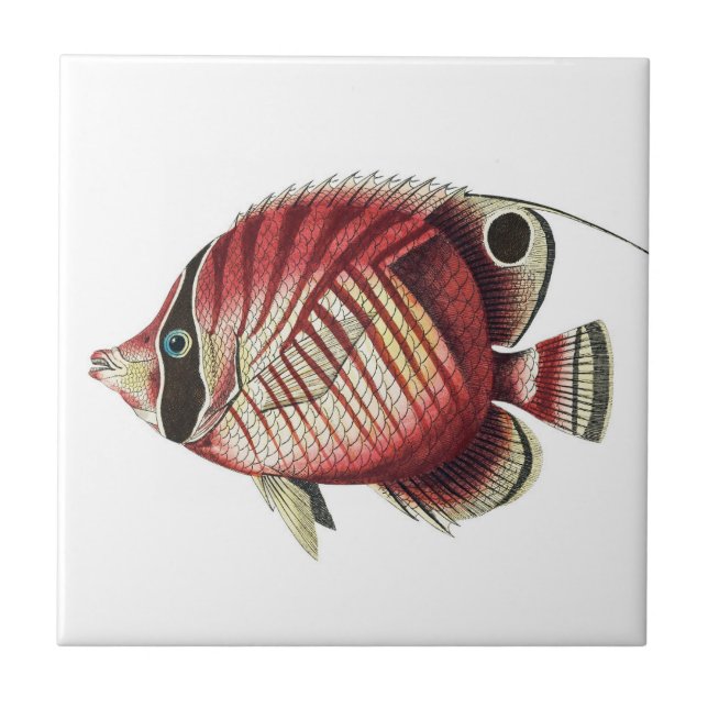 Vintage Tropical Angel Fish  Ceramic Tile (Front)