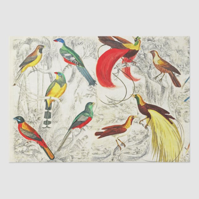 Vintage Tropical Birds of Paradise Decoupage Tissue Paper (Front)