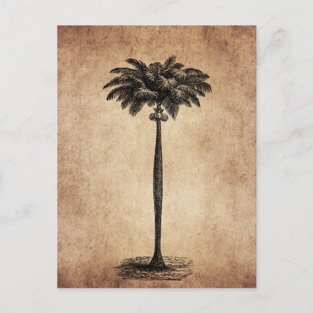 Vintage Tropical Island Palm Tree Template Blank Postcard (Front)