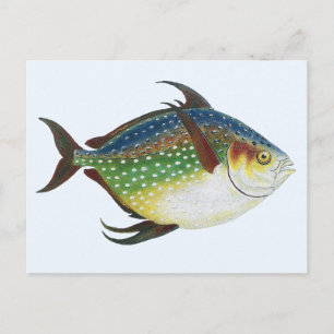 Vintage Tropical Opah Fish, Marine Aquatic Animal Postcard
