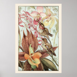 Vintage Tropical Orchids, Flowers and Hummingbirds Poster