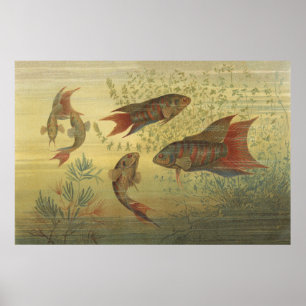 Vintage Tropical Paradise Fish  Poster