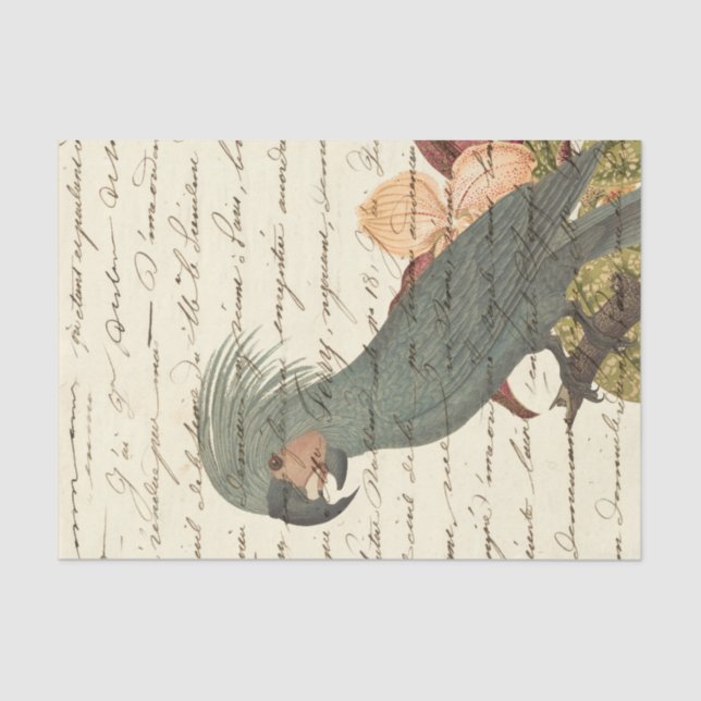 Vintage Tropical Parrot Tissue Paper (Front)