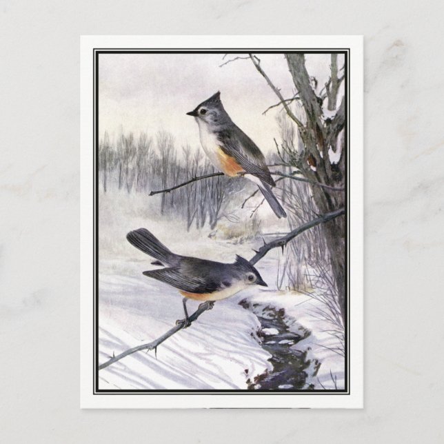 Vintage Tufted Titmouse - Robert Bruce Horsfall Postcard (Front)