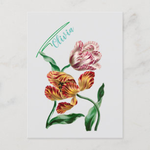 Vintage Tulip Botanical Illustration Postcard