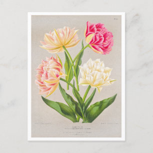 Vintage Tulip Postcard