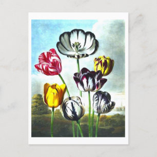 Vintage Tulips Postcard