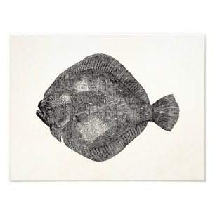 Vintage Turbot Flounder Fish - Fishes Template Photo Print