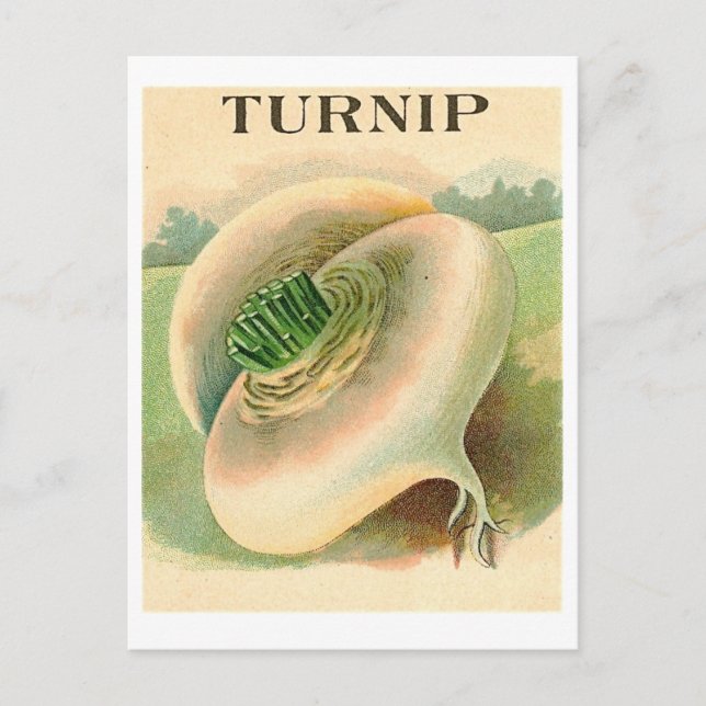vintage turnip seed packet postcard (Front)