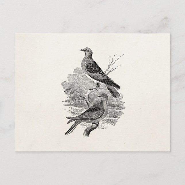 Vintage Turtle Doves Bird Personalised Dove Birds Postcard (Front)