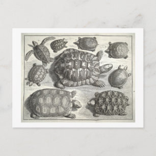 Vintage Turtle Etching Postcard
