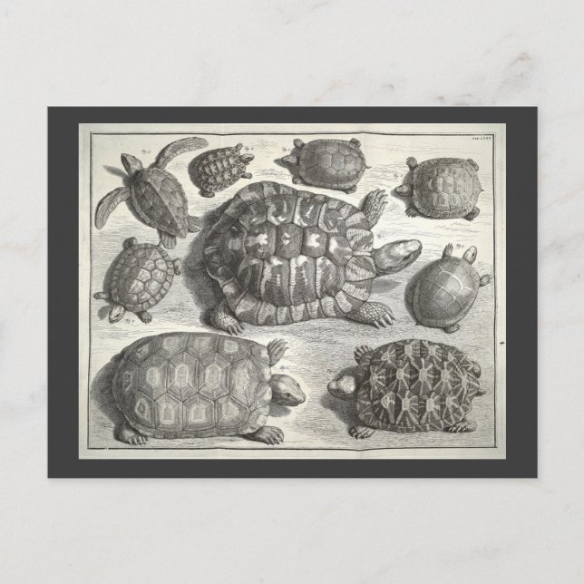 Vintage Turtle Etching Postcard (Front)