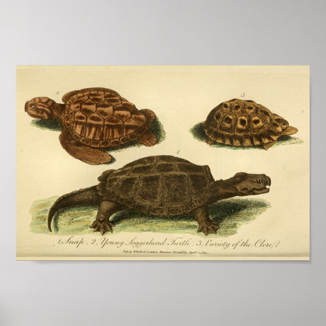 Vintage Turtles Natural History Print (Front)