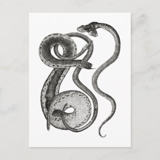Vintage Two Headed Snake Curiosity Oddities Postcard