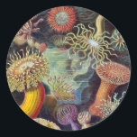 Vintage Underwater Sea Anemones by Ernst Haeckel Classic Round Sticker<br><div class="desc">Vintage illustration marine life biology design by Ernst Haeckel. A variety of colourful sea anemone animals (actiniae) found in the oceans. They are named Anemones after the flower.</div>