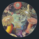 Vintage Underwater Sea Anemones by Ernst Haeckel Classic Round Sticker<br><div class="desc">Vintage illustration marine life biology design by Ernst Haeckel. A variety of colourful sea anemone animals (actiniae) found in the oceans. They are named Anemones after the flower.</div>