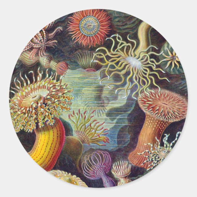 Vintage Underwater Sea Anemones by Ernst Haeckel Classic Round Sticker (Front)