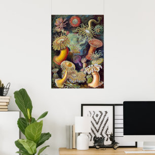 Vintage Underwater Sea Anemones by Ernst Haeckel Poster