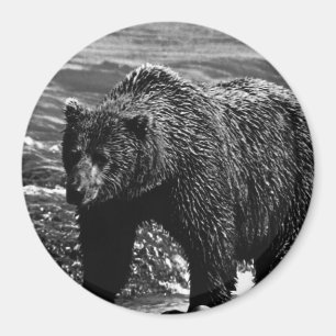Vintage USA Alaska brown bear Magnet