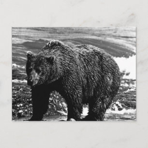 Vintage USA Alaska brown bear Postcard
