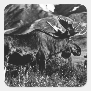 Vintage USA Alaska bull moose 1970 Square Sticker