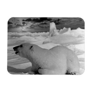 Vintage USA Alaska polar bear 1970 Magnet