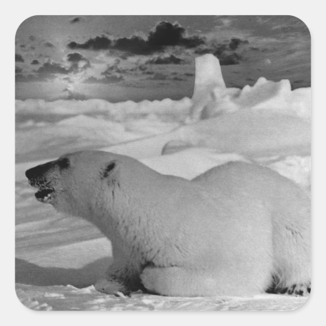 Vintage USA Alaska polar bear 1970 Square Sticker (Front)