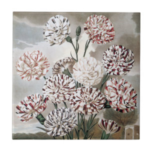 Vintage Variegated Carnation Flowers with Grey Sky Ceramic Tile