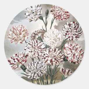 Vintage Variegated Carnation Flowers with Grey Sky Classic Round Sticker