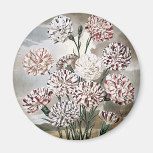 Vintage Variegated Carnation Flowers with Grey Sky Magnet
