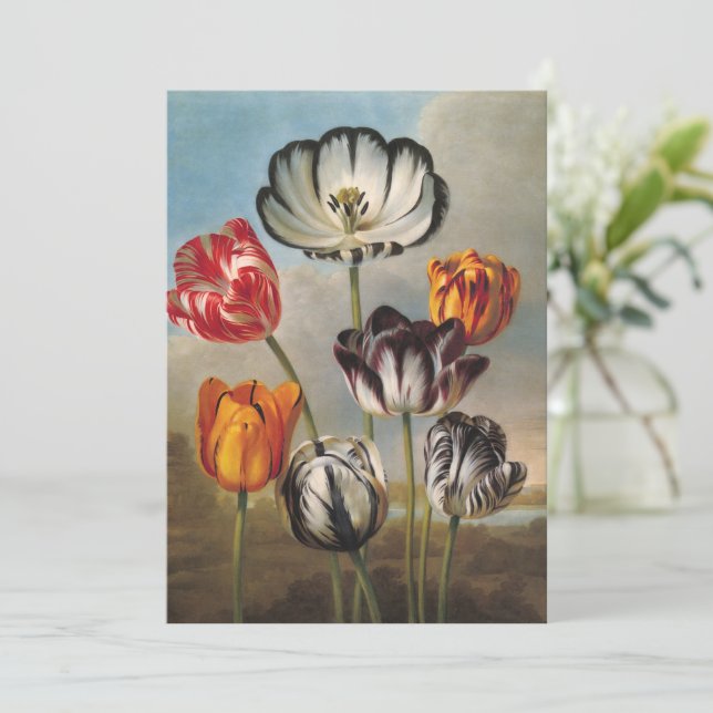 Vintage Variegated Tulip Flowers in a Landscape (Standing Front)