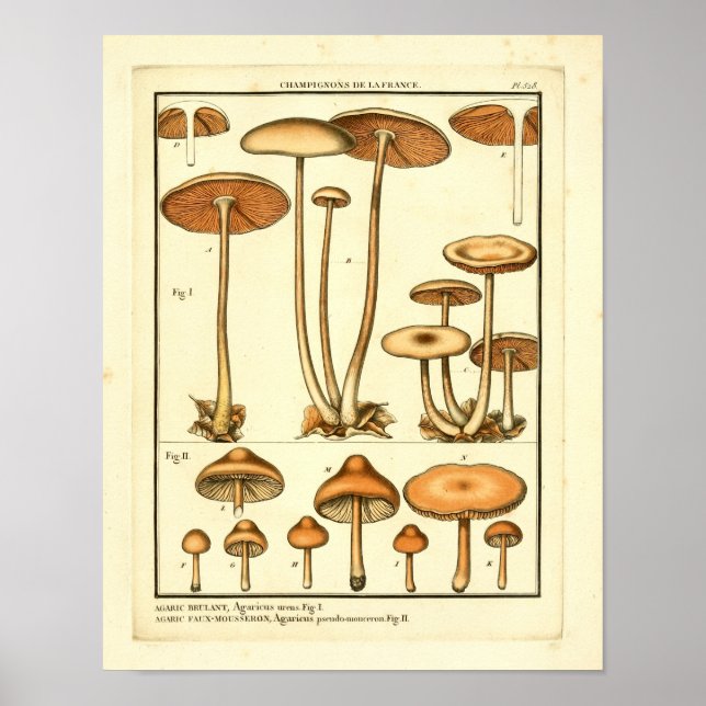 Vintage Varieties of Mushrooms French Art Print (Front)