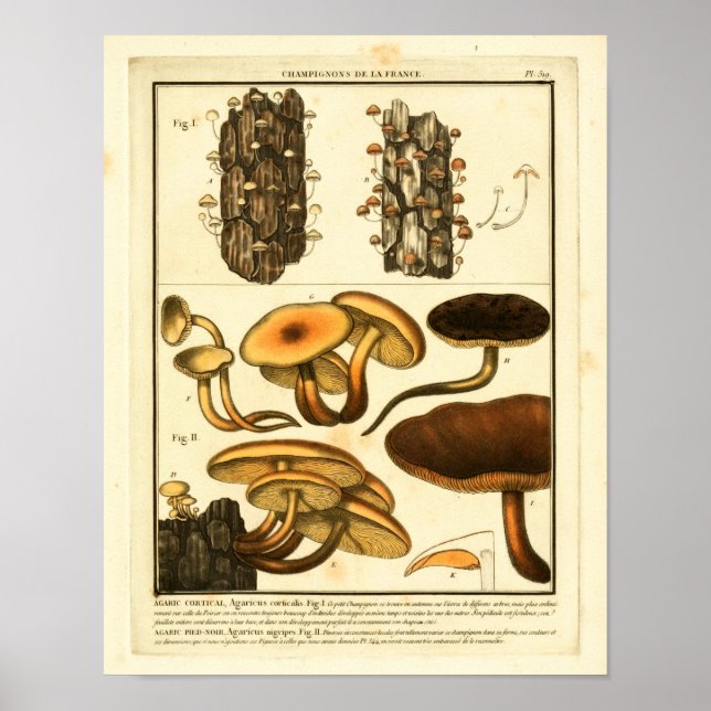 Vintage Varieties of Mushrooms French Art Print (Front)