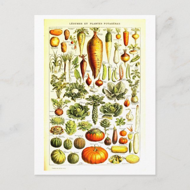 Vintage Vegetable Botanical Illustration Postcard (Front)