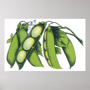 Vintage Vegetables; Lima Beans, Organic Farm Foods Poster