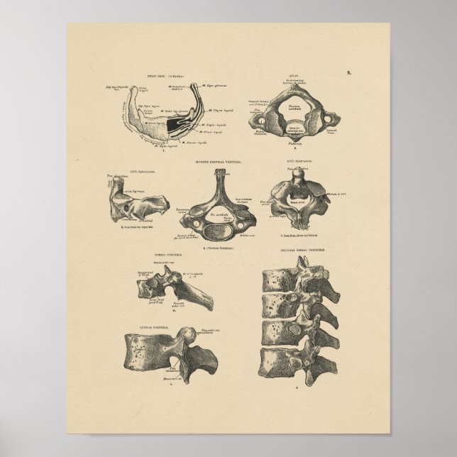 Vintage Vertebral Bones 1880 Print (Front)