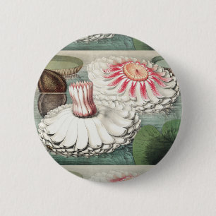 Vintage Victoria Regia Water Lily Art Print 6 Cm Round Badge