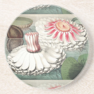 Vintage Victoria Regia Water Lily Art Print Coaster