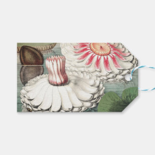 Vintage Victoria Regia Water Lily Art Print Gift Tags