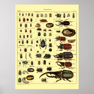 Vintage Victorian Era 1841 Insects Beetles Art Poster