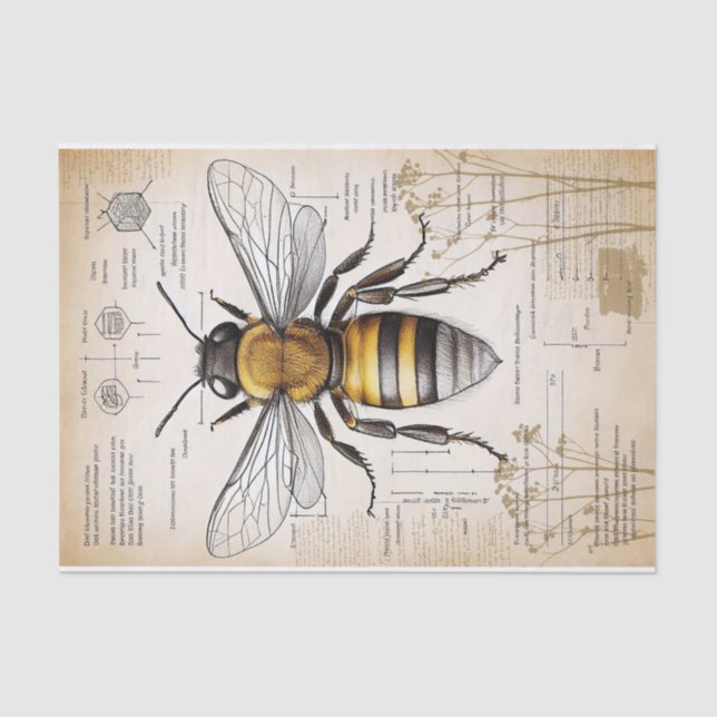 Vintage Victorian Style Bee Explanation Tissue Paper (Front)