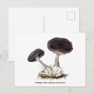 Vintage violet webcap mushroom illustration postcard